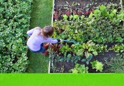 Como criar uma horta no seu jardim