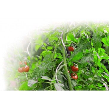 Tutor Tomate Espiral 180cm