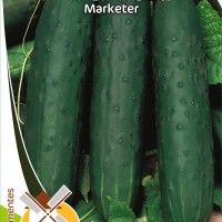 Pepino Marketer Pepino Marketer