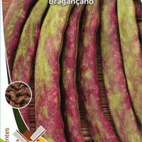 Feijão De Trepar Bragançano Feijão De Trepar Bragançano