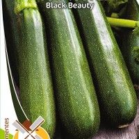 Courgete Black Beauty