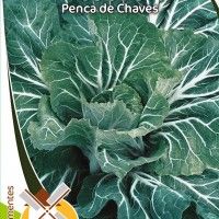 Couve Penca De Chaves Couve Penca De Chaves