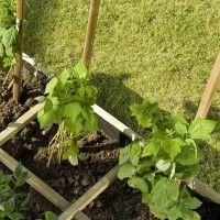 Tutores Horticolas 150x2,7 6un Tutores Horticolas 150x2,7 6un