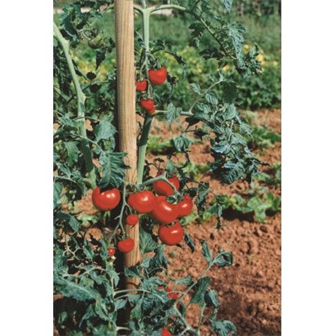 Tutores Horticolas 150x2,7 6un Tutores Horticolas 150x2,7 6un