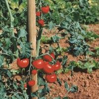 Tutores Horticolas 150x2,7 6un Tutores Horticolas 150x2,7 6un