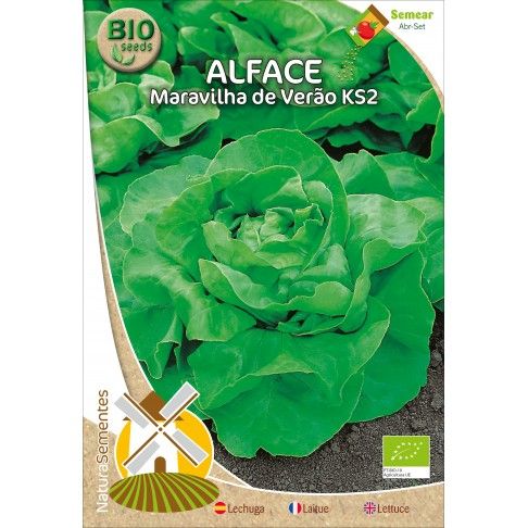 Alface Maravilha De Verão Ks2 Bio Alface Maravilha De Verão Ks2 Bio