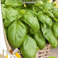 Mangericão Genovese Bio Mangericão Genovese Bio