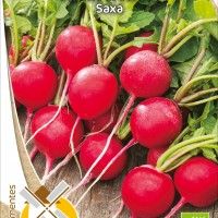 Rabanete Saxa Bio Rabanete Saxa Bio